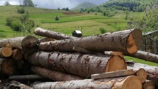 На Турківщині виявили майже сто немаркованих колоди дерев