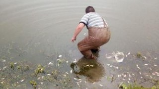 У Миколаївському районі виявили масову загибель риби