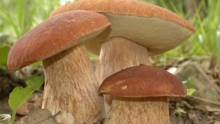 На Самбірщині місцева мешканка отруїлася грибами