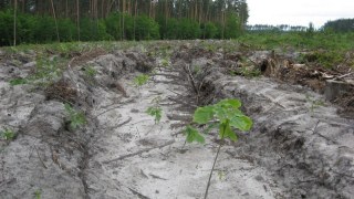 У лісах Львівщини встановили фотопастки
