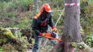 Прокуратура зацікавилась турківським лісником, який вирубав дерев на 200 тис грн