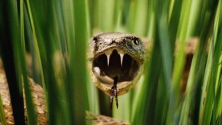 Змія вкусила жінку під час сінозаготівлі на Сколівщині
