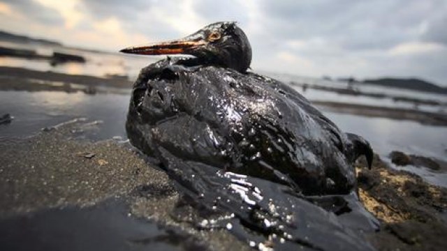 забруднення нафтою