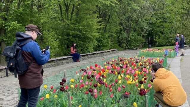 тюльпани у Стрийському парку