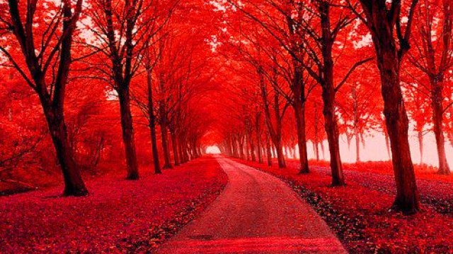 червона осінь
