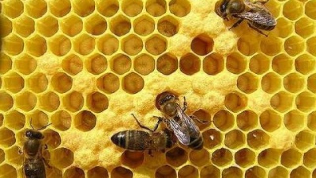 бджоли