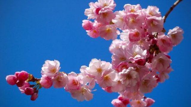 цвіт сакури