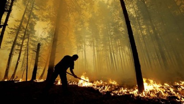пожежа у лісі