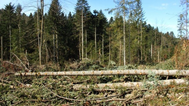 незаконне вирубування лісів