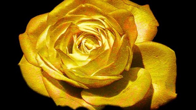 золота троянда