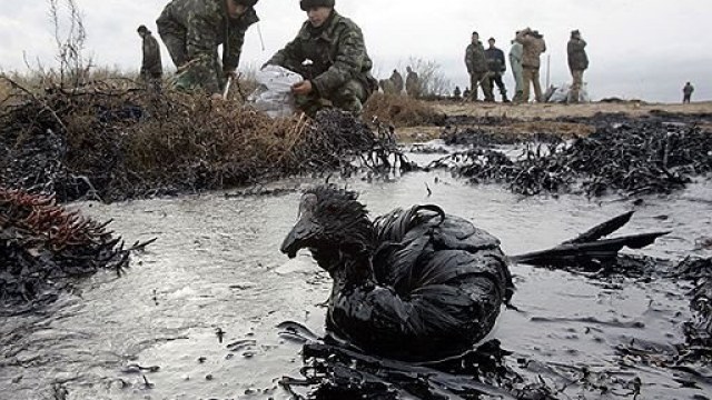забруднення нафтою