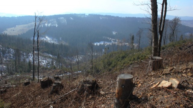 вирубка лісів на Львівщині