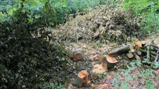 У 2016 році на Львівщині незаконно вирубали ліс на два мільйони
