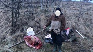 На Дрогобиччині браконьєр вбив лося, який занесний до Червоної Книги