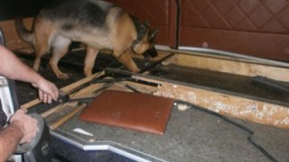 Собака Джанго виявив 257 кг контрабандного гашишу
