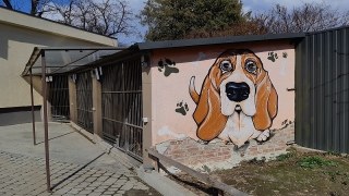 У Львові організували безкоштовні виїзні пункти для вакцинації тварин від сказу