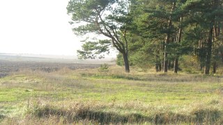 Львівська ОВА дала Кривецькому шматочок лісу для рекреації