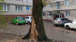 У Львові зріжуть аварійну 60-річну вербу