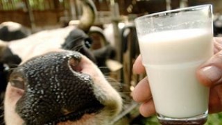 На «сільську» витривалість учасників львівського реаліті-шоу перевіряли доїнням корів