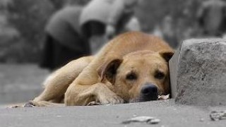 Міліція розслідує масове отруєння собак у Львові