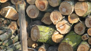 У 2016 році на Львівщині виявили понад 1,3 тисячі незаконних рубок лісів