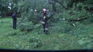 У Брюховичах дерево впало на електроопору