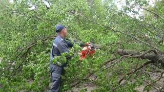 У Львові негода повалила 8 дерев