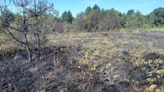 За добу на Львівщині зафіксували дві пожежі сухостою