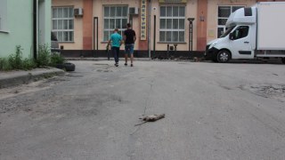 У центрі Львова виявили мертвого щура