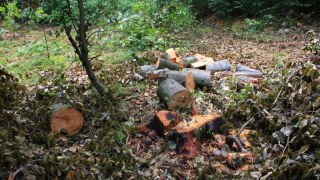 Головний лісничий дозволив незаконно вирубали ліс на Львівщині