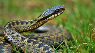На Стрийщині зафіксували найбільшу кількість постраждалих від укусів змій