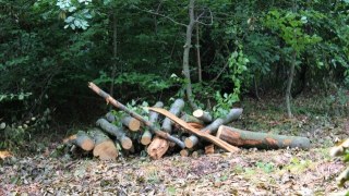 На Старосамбірщині невідомі незаконно зрізали 13 дерев на суму майже 300 тисяч гривень