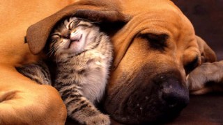 Парламент ратифікував Європейську конвенцію про захист домашніх тварин