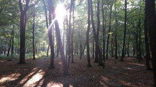 На Львівщині скоротять вирубку лісів