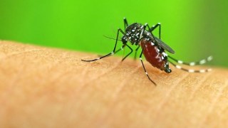 Житель Львівщини привіз тропічну малярію з Африки