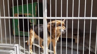 На Дрогобиччині ввели карантин через сказ у собаки, який покусав трьох людей