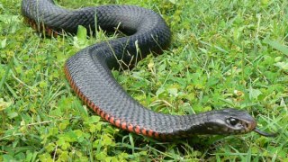 На Львівщині змія відправила грибаря до реанімації