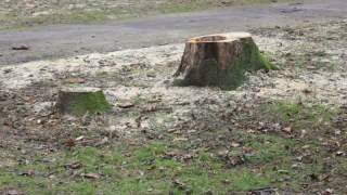 У Львові незаконно зрубали дерево
