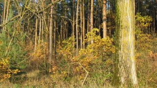 У Старосамбірському лісництві незаконно вирубали майже 30 дерев