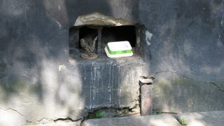 Садовому пропонують субсидіювати приватні ветклініки для стерилізації безпритульних котів