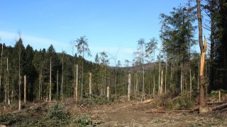 На Львівщині продовжують незаконно вирубувати ліси