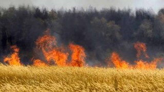 На Львівщині пожежа знищила 15 га пшениці