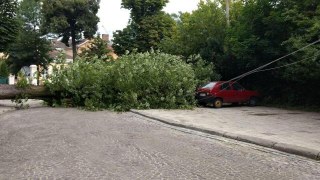 У Львові дерево понівечило дві припарковані на тротуарі автівки