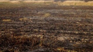 На Львівщині виникли сім пожеж сухостою