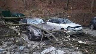 ЛКП «Зелений Львів» заплатить  майже 742 тис грн за пошкодження автівок внаслідок падіння дерева