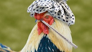 Україна через загрозу пташиного грипу заборонила китайську курятину