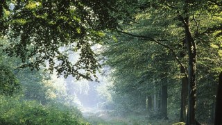 Лісника «Галсільлісу» судитимуть за вирубку дерев