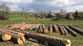 У держлісгоспі на Сколівщині вирубали дерев на 100 тисяч