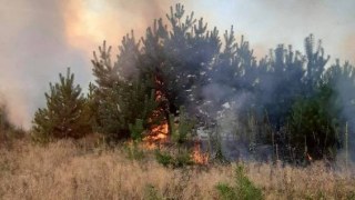 11 нардепів з Львівщини не підтримали збільшення штрафів за пожежі в екосистемах