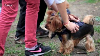 Невідомі зламали атракціон у першому львівському Dog-парку